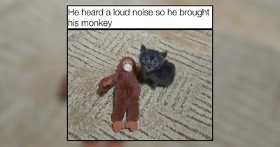 28 Gentle Cat Memes to Help Your Heart Feel a Little Lighter