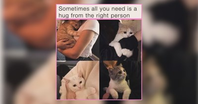34 Comfort Cats Bringing a Meowment of Calm One Purr at a Time