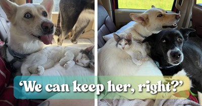Calico kitten adopts dog-loving couple on 1500 mile road trip, immediately pounces in to join the family cuddle puddle: ‘I can’t get over how she just instantly blended in’