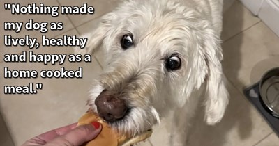 Dish Up Delicious and Healthy Dog Food at Home: 13 Pawrent Recipes and Recommendations 