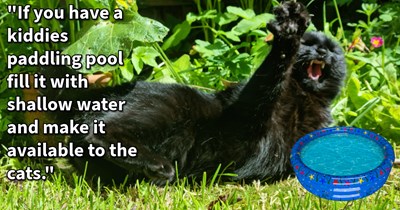 16 Cat Cooling Tips to Beat the Heat
