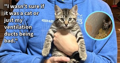 Kitten found screaming in apartment wall, saved and rescued by tenant and given loving home, but his litter mates proved to be trickier to save: ‘We were successful in trapping Onigiri and Nigiri, but Unagi was much more cautious.’