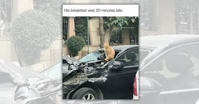 50 Funniest Feline Posts from 'The PizzaCat' That Capture Cat Ownership in All Its Cardboard Glory