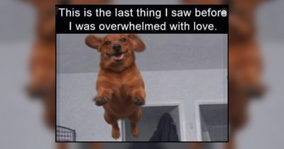 28 Happy Doggos for a Softer State of Mind