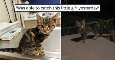 Three hungry stray kittens appeared on a homeowner's security camera, and one brave explorer found exactly who she needed