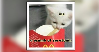29 Serotonin-Boosting Cat Memes to Brighten Even the Gloomiest Day