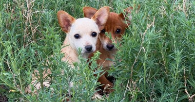 'We all want to keep them, but can't always get what we want': Reactive dog owner rescues and surrenders two abandoned puppies resembling “toy coyotes” 