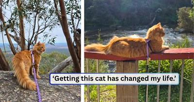 The shelter points woman toward the lively kittens, but she chooses the quiet orange one sitting alone in the back; she chose right, since now he's leash-trained and they adventure outdoors together.
