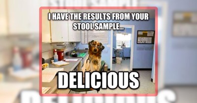 37 Dog Memes Demonstrating Why We Wuff Them so Much