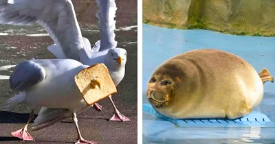 33 Adorably Silly Animals to Guide Your Goofy Soul to the Weekend