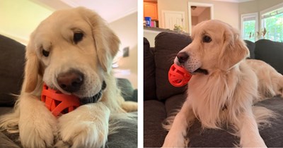 Born in Bulgaria for show dog purposes, Meeko the golden retriever rescued after years of kennel life by gentle 33-year-old man and can finally feel real love: 'No one’s mistreating you here, buddy'