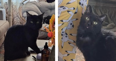 Only 3 months after 18-year-old soul cat crosses rainbow bridge couple finds void cat with the exact same eye markings and can't say no, their rescue came just in time: 'We couldn't leave her'
