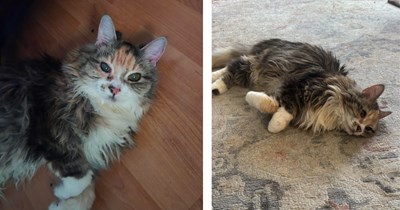 Worried cat dad receives good news that his 15-year-old soul cat Sunflower is purrfectly healthy, leading him to reflect on the special and unique things that make her her: 'When she sees you, she'll let out a loud MOW-OW!'