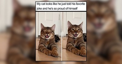 26 Smiley Cats Reminding You to Appreciate Life and Love 