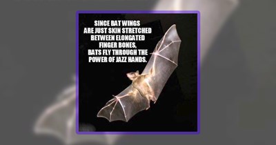 30 Flying Animal Memes to Gladly Glide Through the Workweek