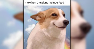 A Heartwarming Heatwave in the Form of 26 Wholesome Dog Memes (July 13, 2026)