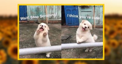 30 Summer Animals Healing You With Good Vibes and Sunny Tides 