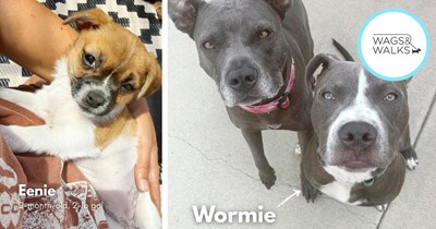 31 Awwdorable and Adoptable LA Puppers Waiting fur You to Ditch Work and Give them a Furever Home