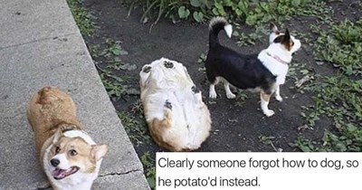 28 Cute and Comforting Animal Memes to Sweeten Your Sunday Scroll