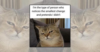 'Every breath you take... I'll be judging you!': 21 Felines With the Facial Expressions of Tiny Disapproving Managers