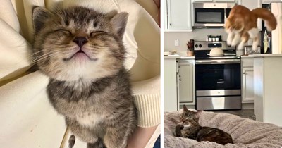 32 Heartwarming Friday Felines to Cherish Every Meowment of Joy With Your Cute Cats at Home