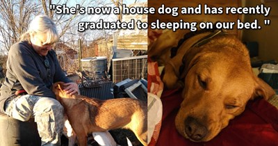 Injured skittish dog who hid in hay barn after being dumped slowly learns to trust farmer, and after years of cautious interactions finally becomes house dog, farmer says: 'It took six months of hard work on my part before she would let me pet her.'
