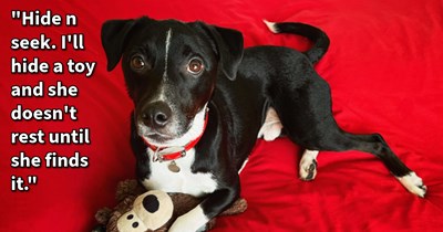 15 Doggo Distractions fur Puppy Pawrents Who Need a Moment for Themsevles