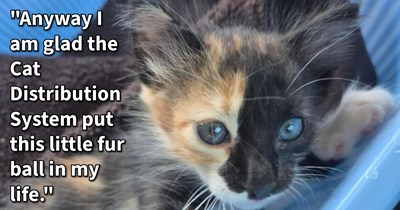 Discarded lethargic calico kitten abandoned in box given furever home with rescuer and regains spark after tense week of refusing to eat, cat dad says: ‘She loves shoes and feet and sometimes sit on my or my mother's foot since she is so small.’