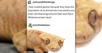 20+ of the Funniest Tumblr Memes and Posts of the Month (July, 2026)