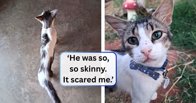 Worker spots a dangerously skinny cat among the facility's regulars, rushes to buy adoption supplies, and returns two hours later to find Simon right where he was, waiting for him: 'I was afraid if I didn't take him home, he would surely starve.'