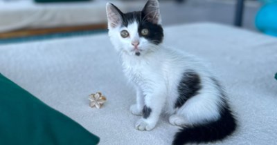 Tiny motherless kitten in Turkey found on the streets by traveling couple, they desperately try to find a foster home for the darling before their vacation ends
