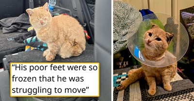 Person finds a fuzzy orange cat stranded on the freezing highway and brings him home; his tail, leg and ears are gone from frostbite, but a year later, he's living his best life with his mom and siblings: 'He purred once he was in the warm vehicle'