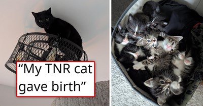 'The vet messed up': Rescuer takes stray black cat in for a quick TNR, only for her to get unexpectedly pregnant, and then have 7 healthy babies, adopts another from a different litter, and finally get the spaying that she needed