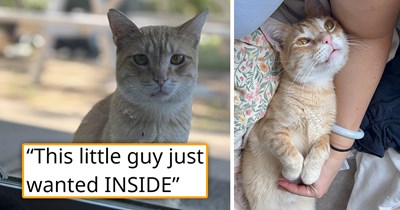 Feral cat guilt-trips his chosen humans into adopting him by sitting outside their door in the pouring rain and refusing to look for shelter, so after weeks, they finally cave and regret every second they didn't take him sooner 