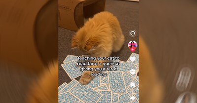 The Most Entertaining Takes From TikTok This Week (July 14, 2026)