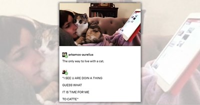 A Purrfect Illustration of Fluffy Feline Humor From 24 Hissterical Cat Posts