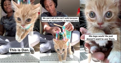 Cat lovers online cannot figure out if this adorable orange kitten can't walk or is just too lazy to try: ‘This is Dan… Dan is orange so this could go either way.’