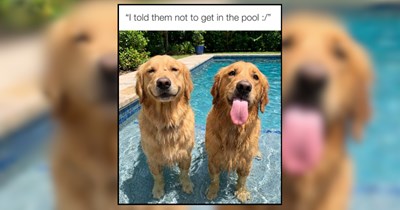 25 Golden Retriever Memes as Sweet as Peanut Butter on a Tennis Ball