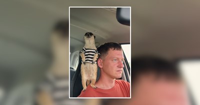 22 Meerkats with Enough Hakuna Matata Energy to Brighten Your Day