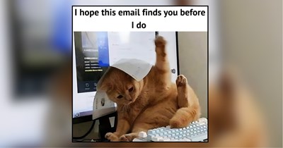 Delightfully Distracting Cat Memes to Look at Instead of Answering Another Work Email