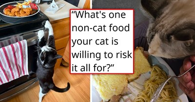 25 Non-Cat Foods Cats Are Willing to Risk Their Nine Lives For: 'I have to keep him in another room when I make breakfast'