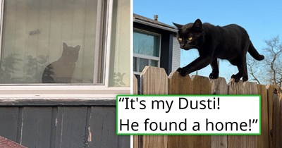 After worrying for months, person notices the stray cat they've been feeding who disappeared is watching them from the window of his forever home, and they're overjoyed to see him well-loved and chonkier: 'I'm so happy I could cry'