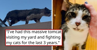 "Scary" tomcat who's known for being combative and too smart gets rescued for a quick TNR, spends one night in the comfort of a warm home, and completely changes, wanting nothing but love and cuddles 