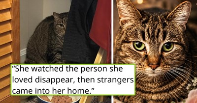 'We both lost someone we loved very much': As his final wish, grandpa asks his granddaughter to take his 2 beloved cats, and one heartbroken feline slowly opens up, and the two of them find comfort in each other's love