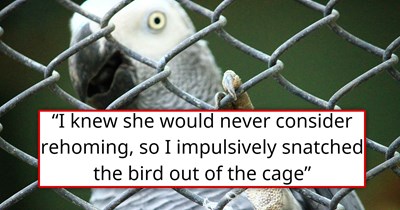 Person spends 5 years bonding with client's pet bird, so when they see it being suddenly neglected, they impulsively rescue the bird, and it learns to fly again: 'I told my mother I had done something morally grey. She said it had been a rescue.'