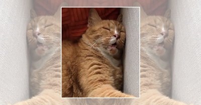 21 Peacefully Napping Cats Bringing Calm to Your Timeline