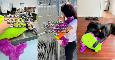 Shelter won't allow black dog with zero interest to keep his favorite toy, so foster mom gets it mailed to him at his new rescue: ‘I hope it follows him wherever life takes him!’ 