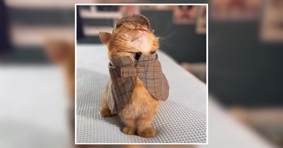 22 Sherlock Kitties Sniffing Out Suspicious Shenanigans
