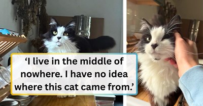 Abandoned cat wanders into a rural woman's home through the dog door, makes himself comfortable between all the other pets, and leaves her with one question and one answer: 'What's one more friend?'