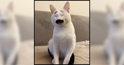 'Resting Boss Face': Cat With Hilariously Thick "Mustache" Goes Viral for His Corporate Kitty Cuteness